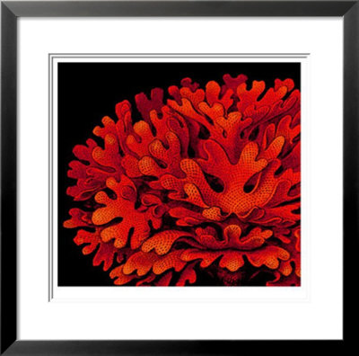 Blatkoralle by Lisa Steinkamp Pricing Limited Edition Print image