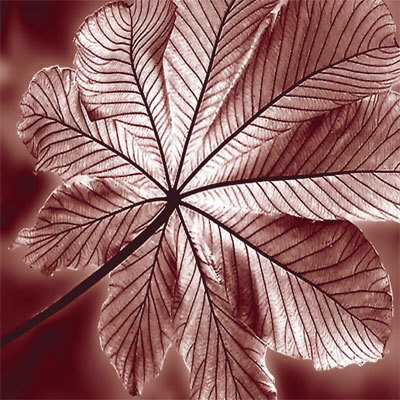 Autumn Leaf Iv by Steven Mitchell Pricing Limited Edition Print image