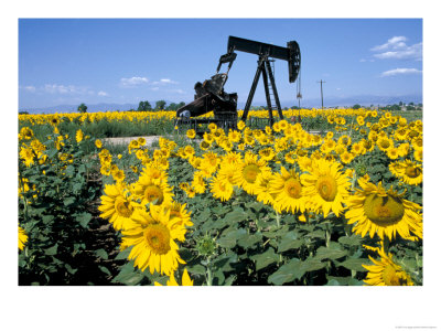 Sunflowers, Oil Derrick, Colorado, Usa by Terry Eggers Pricing Limited Edition Print image