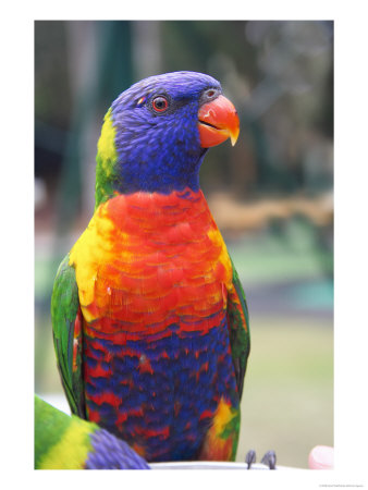 Rainbow Lorikeet, Australia by David Wall Pricing Limited Edition Print image