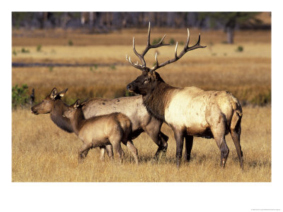 Elk In Meadow, Yellowstone National Park, Wyoming, Usa by Jamie & Judy Wild Pricing Limited Edition Print image