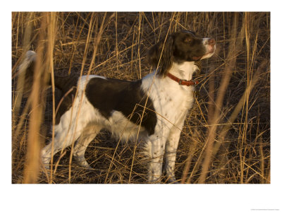 An English Springer Spaniel Points For His Master by Joel Sartore Pricing Limited Edition Print image