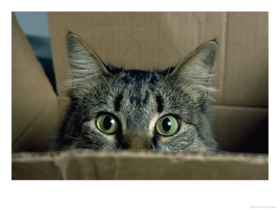 Cat Peeking Out From Box by David Bitters Pricing Limited Edition Print image