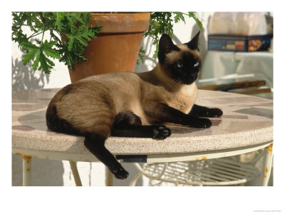 Siamese Cat Resting On Table Top by Gareth Rockliffe Pricing Limited Edition Print image