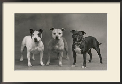 Three Dogs Together by Thomas Fall Pricing Limited Edition Print image