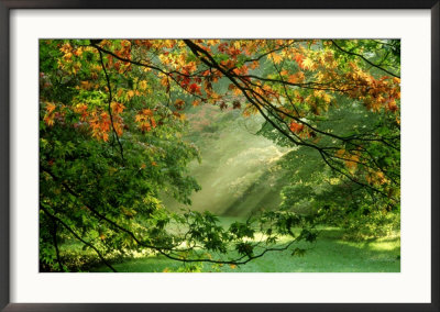 Woodland Garden, Westonbirt Arboretum, Gloucestershire by Mark Bolton Pricing Limited Edition Print image