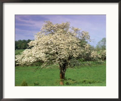 Wild Dogwood Tree by Charles Shoffner Pricing Limited Edition Print image