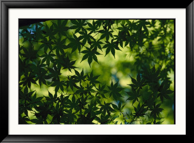 Silhouette Of Japanese Maple Leaves by Todd Gipstein Pricing Limited Edition Print image