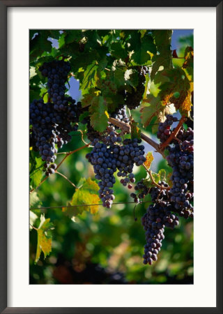 Purple Grapes Hanging On Vine, Napa Valley, California, Usa by Stephen Saks Pricing Limited Edition Print image