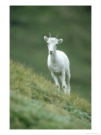 Dall Sheep, Standing, Canada by Patricio Robles Gil Pricing Limited Edition Print image