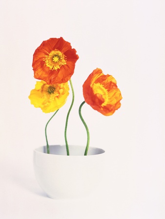 Poppy Blossoms Growing Out Of A Coffee Cup by Ruediger Knobloch Pricing Limited Edition Print image