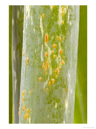 Welsh Onion, Puccinia Allii, Orange Pustules On Leaf by Kidd Geoff Pricing Limited Edition Print image