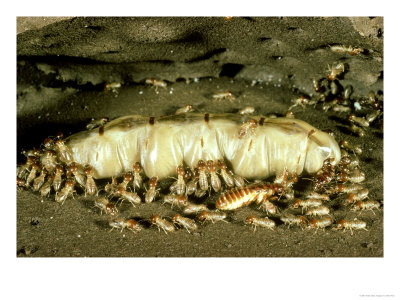 Termites, Queen & Workers In Royal Cell, Kenya by Alan Root Pricing Limited Edition Print image