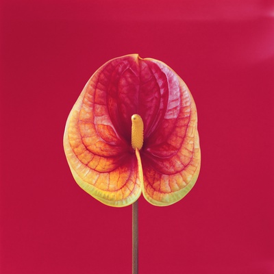 Anthurium On Red Background by Heide Benser Pricing Limited Edition Print image