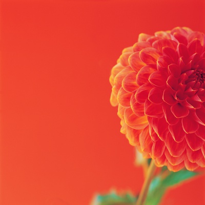 Orange Dahlia by Heide Benser Pricing Limited Edition Print image