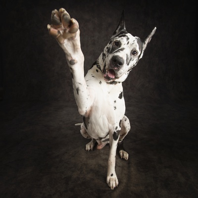 Great Dane Giving A High-Five by David Sutton Pricing Limited Edition Print image