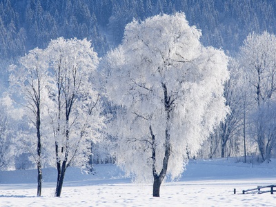 Austria, Salzburger Land, Trees In Snow by Hans Huber Pricing Limited Edition Print image