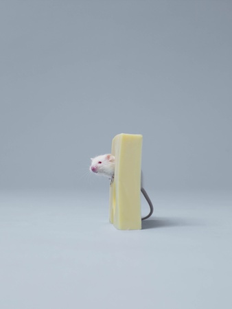 Mouse Sticking Head Out Of Cheese by Jakob Helbig Pricing Limited Edition Print image