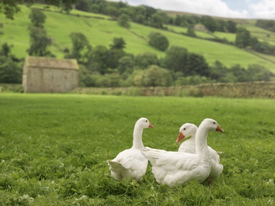 Three Geese In Field by Monty Rakusen Pricing Limited Edition Print image