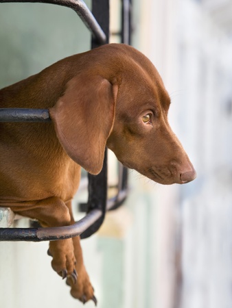 Dog Looking Out Window, Santiago De Cuba, Cuba. by Benjamin Rondel Pricing Limited Edition Print image