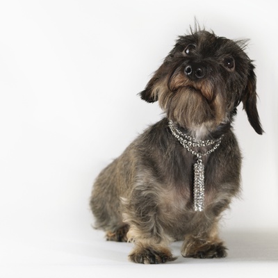 Dog Wearing Jewelry,  Looking Up by Jens Lucking Pricing Limited Edition Print image