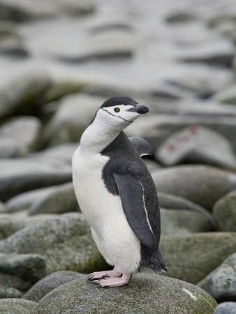 A Chinstrap Penguin On The Shore Of Half Moon Island, Antarctic Archipelago by Ron Watts Pricing Limited Edition Print image