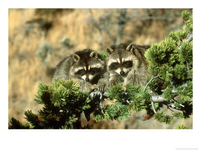 Raccoon, Procyon Lotor Pair In Tree Montana by Alan And Sandy Carey Pricing Limited Edition Print image