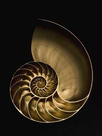 Golden Nautilus Shell On Black Sand by Seth Joel Pricing Limited Edition Print image