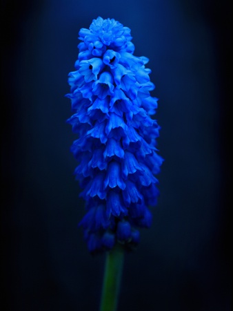 Blue Foxglove by Michael Filonow Pricing Limited Edition Print image