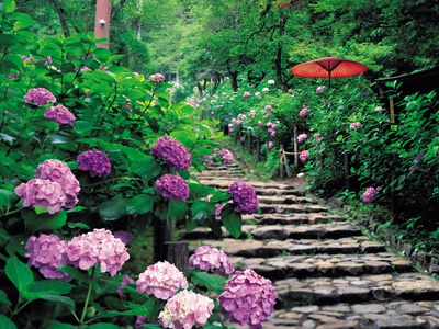 Tochigi Prefecture The Mt. Taihei Hydrangea Hill by Yamanashi Shashin Jimusho Pricing Limited Edition Print image