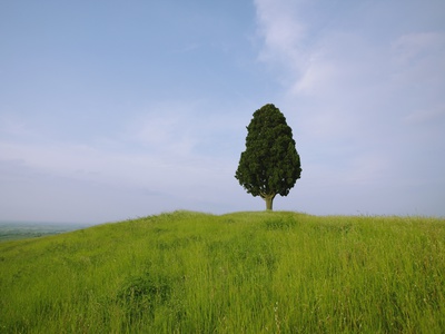 Grassland With Tree Against Blue Sky by Koji Aoki Pricing Limited Edition Print image