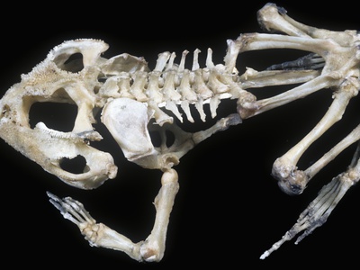 African Bullfrog Skeleton (Pyxicephalus Adspersus) by Ken Lucas Pricing Limited Edition Print image