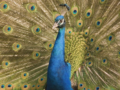 Peacock (Pavo Cristatus) Displaying Feathers by Erich Kuchling Pricing Limited Edition Print image
