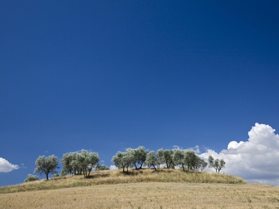 Italy, Tuscany, Olive Trees Under Blue Sky by Fotofeeling Pricing Limited Edition Print image