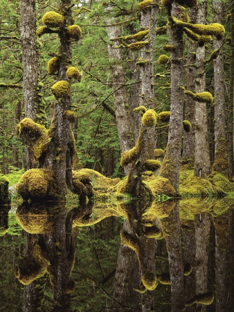 Swamp Forest, Naikoon Provincial Park, Haida Gwaii, British Columbia, Canada. by David Nunuk Pricing Limited Edition Print image