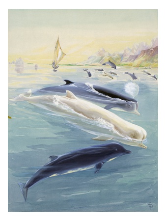 Male Bottlenose Whales Are Sometimes Almost Pure White by National Geographic Society Pricing Limited Edition Print image