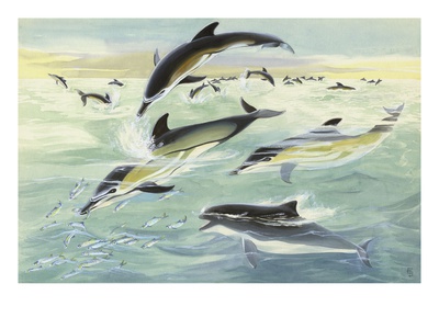 Common Dolphins And Harbor Porpoises Eat From The Same School Of Fish by National Geographic Society Pricing Limited Edition Print image