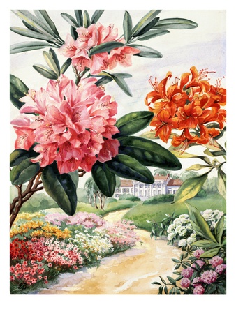 Painting Of Catawba Rhododendron And Flame Azaleas by National Geographic Society Pricing Limited Edition Print image