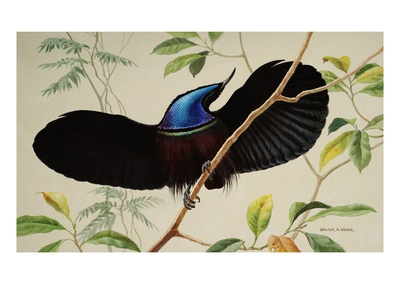 A Black Riflebird Perching On A Branch Displays His Neckpiece by National Geographic Society Pricing Limited Edition Print image