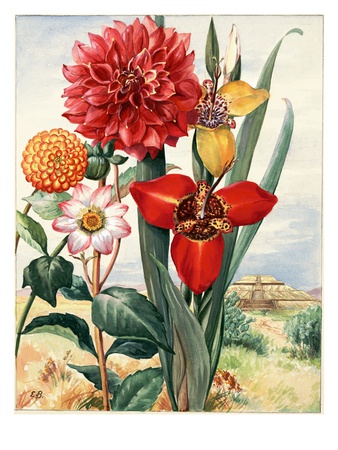 Dahlias And Tiger Flowers Bloom Near Temple Of The Sun In Mexico by National Geographic Society Pricing Limited Edition Print image