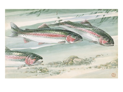 Painting Of A Trio Of Rainbow Trout by National Geographic Society Pricing Limited Edition Print image