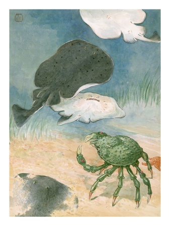 A Sheep Crab Treads The Ocean Floor Beneath A Group Of Electric Rays by National Geographic Society Pricing Limited Edition Print image