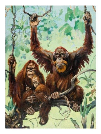 Sumatran Orangutans Live A Peaceful Life In Swampy Jungles by National Geographic Society Pricing Limited Edition Print image