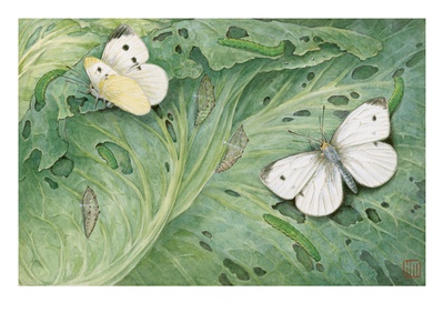A Painting Of Pupa And Adults Of European Cabbage Butterflies by National Geographic Society Pricing Limited Edition Print image