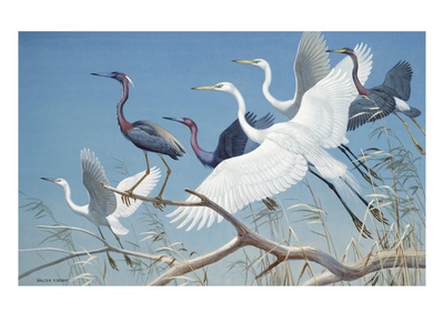 Herons And Egrets Perch On Branches And Fly Into Blue Sky by National Geographic Society Pricing Limited Edition Print image