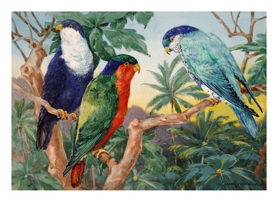 A Painting Depicts Three Brush-Tongued Parakeets Sitting On Branches by National Geographic Society Pricing Limited Edition Print image