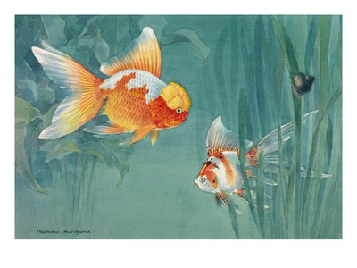An Oranda And A Scaleless Nymph Swim Together by National Geographic Society Pricing Limited Edition Print image