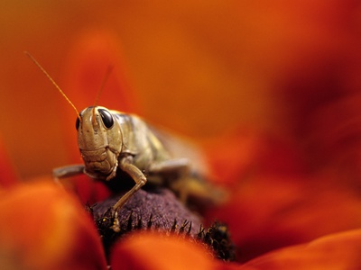 Grasshopper On Flower by Grambo Pricing Limited Edition Print image