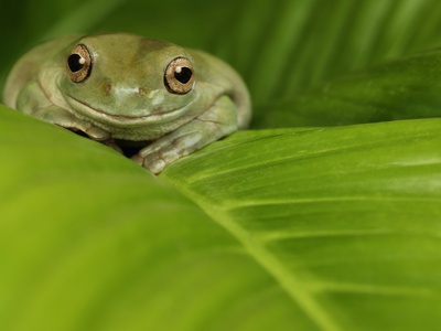 White's Tree Frog by Darwin Wiggett Pricing Limited Edition Print image