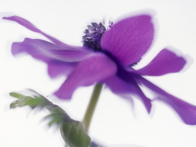 Purple Poppy, Multiple Exposures by Ernst Kucklich Pricing Limited Edition Print image